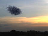 Mumuration